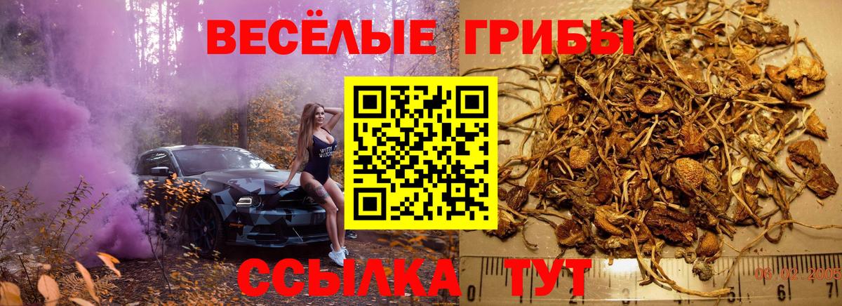 Вольск  Псилоцибиновые грибы мицелий  Псилоцибиновые грибы GOLDEN TEACHER  купить закладку  Вход с VPN 